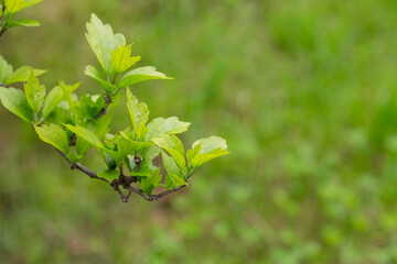 Nature of green leaf in garden at summer. Natural green leaves plants using as spring background cover page environment ecology
