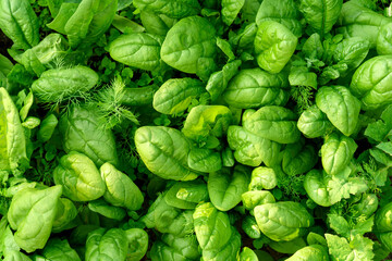 Green Spinach cultivated in vegetable field, Fresh green leaves background. Healthy vitamin food concept.