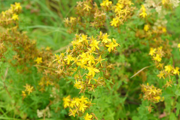 Hypericum flowers Hypericum perforatum or St Johns wort on the meadow. Selective focus