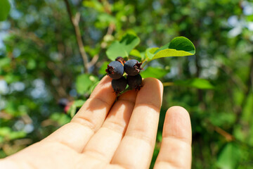 Irga amelanchier is genus of plants of tribe apple Maleae of pink family Rosaceae. Ripe berry on tree. Selective focus