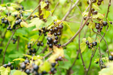 Black currant berry grows on a bush. Currant cultivation. Concept of growing your own organic food. Selective focus.