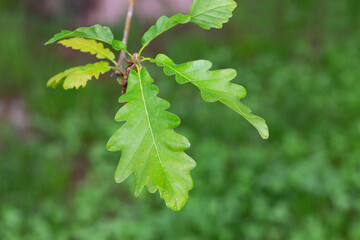 Quercus hartwissiana - plants shot in the spring.