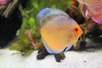 Portrait, Nahaufnahme eines Diskusfisches. Diskus im Aquarium.
