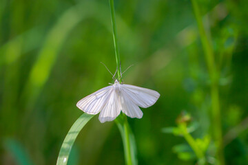 Ein scheuer siona lineata, Hartheu Spanner auf einem Grashalm.
