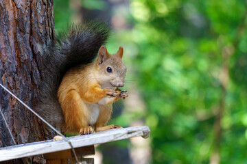 Squirrel is sitting on a tree. Animal, wild, cute, rodent, nature, forest blurred background curiosity. Copy space