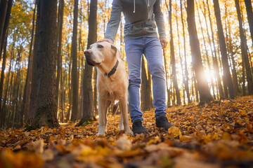 Man with dog during autumn walk in forest. Pet owner stroking his loyal labrador retriever..