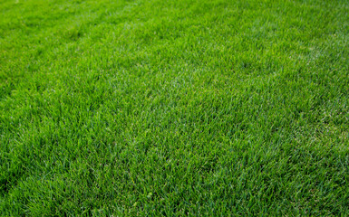 Eine Grastextur, viel saftiges Gras mit einem satten Grün.
