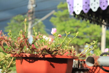 flowers in the garden