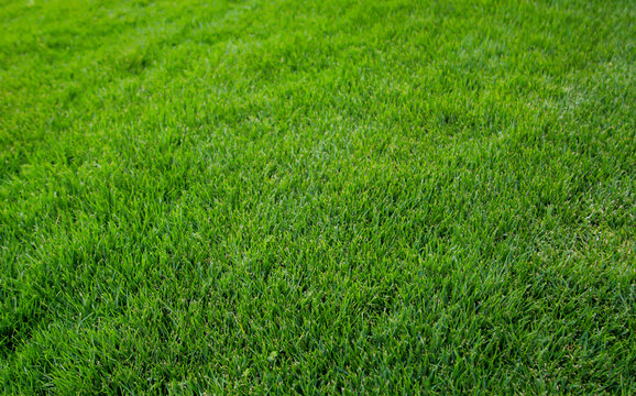 Eine Grastextur, viel saftiges Gras mit einem satten Gr&uuml;n.
