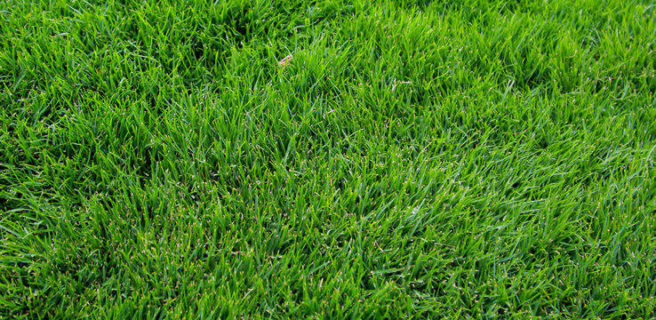 Eine Grastextur, viel saftiges Gras mit einem satten Gr&uuml;n.
