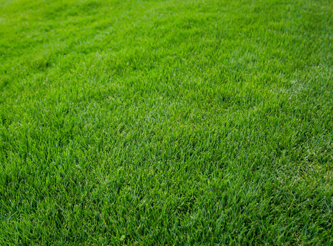Eine Grastextur, viel saftiges Gras mit einem satten Gr&uuml;n.
