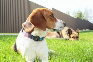 A young beagle lies with German Shepherd on the green grass. Cute Estonian hound dog lies on the...