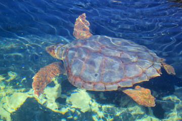 Portrait einer Meeresschildkröte. Leider immer noch bedrohte Tiere.