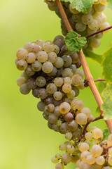 Weinberg mit Weintrauben