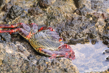 Eine rote Klippenkrabbe oder auch rote Felsenkrabbe auf einem Felsen am Meer.
