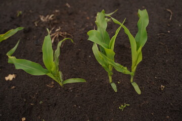 A small sprout of corn in a field