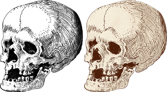 Human skull illustrations. One skeleton head isolated line drawing, one aged, antique bone color, Transparent background png.