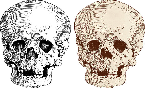 Human skull illustrations 2. One skeleton head isolated line drawing, one aged, antique bone color, Transparent 