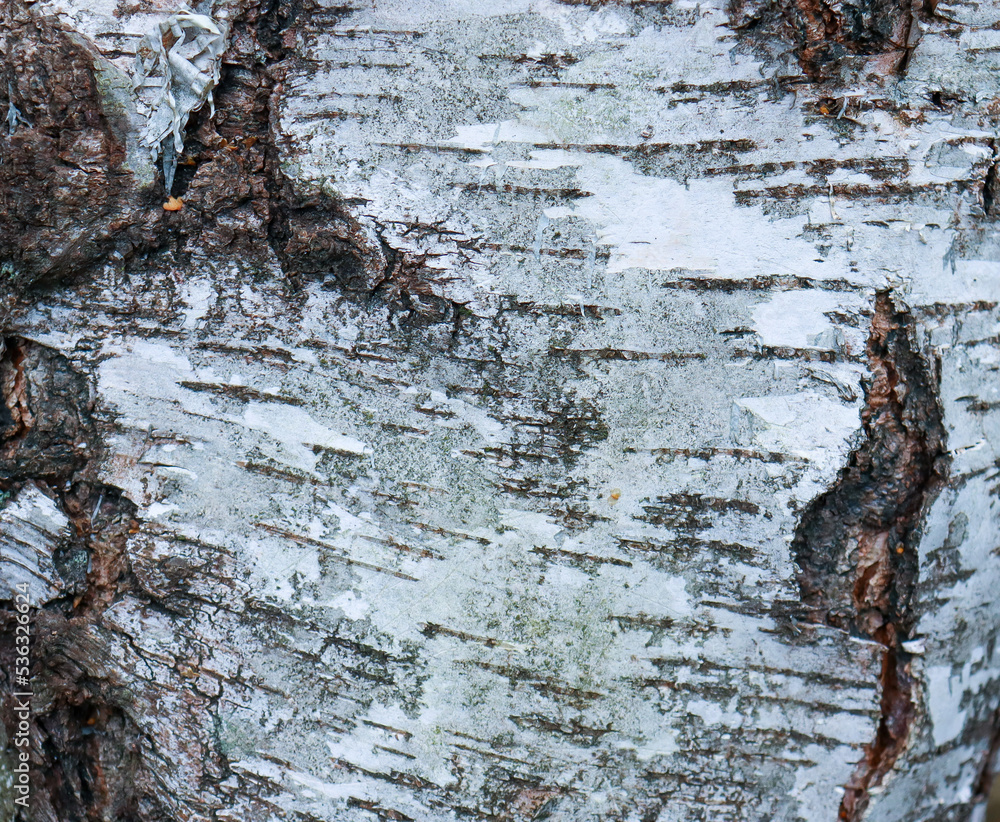 Poster birch tree pattern. birch bark texture natural background paper close-up. textured birch tree