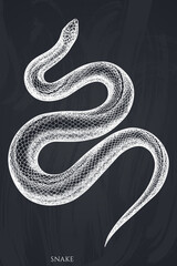 Tropical animals hand drawn vector illustrations collection. Chalk snake.