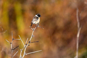 European black-headed Chekan in Jerusalem sits on a branch