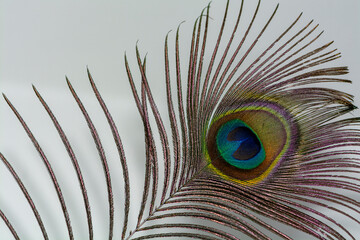 Peacock feathers close up on white soft background. Carnival Festive, banner