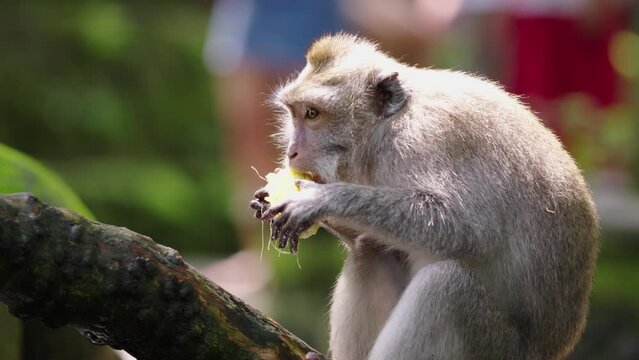 Medium shot of adorable macaque eating corn surrounded by tourists in Monkey Forest Ubud Bali Indonesia in slow motion