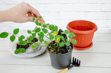 Female hands are replanting rose seedling into a new pot using a garden tool. Houseplant replanting, Home gardening, home plant care