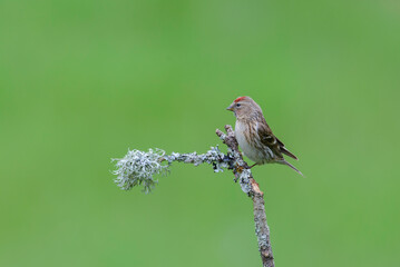 Redpoll, Acanthis Flammea, perched on a lichen covered branch, againsta clean green background