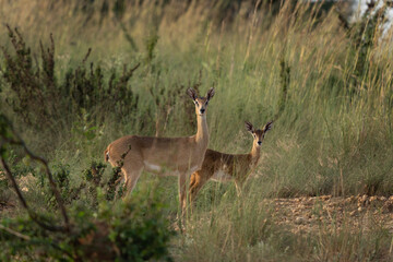 Oribi on the grazing land. Antelope in the Murchison Falls park. Safari in Uganda. African nature.