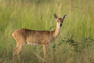 Oribi on the grazing land. Antelope in the Murchison Falls park. Safari in Uganda. African nature.