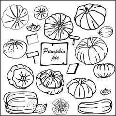 Pumpkin vector doodles set. Different separate pumpkins vegetable marrow and pattypan squash on a white background. Autumn vegetables 