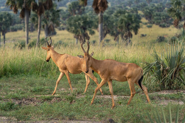 Hartebeest on the graing land. Alcelaphus buselaphus lelwel in the Murchison Falls park. Safarin in...