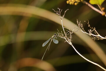 close up of a dragonfly 