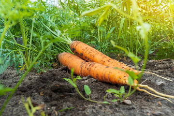 Carrot harvest close yp. Private garden, natural economy, hobby and leisure concept, organic food concept