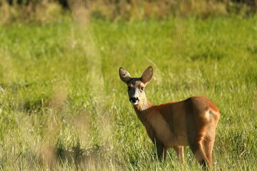 close up of a roe deer in the grassland