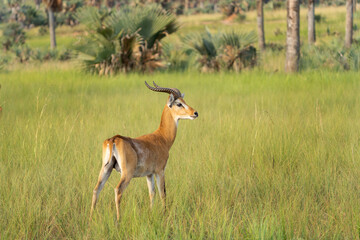 Kob on the grazing land. Antelope in the Murchison Falls park. Safari in Uganda. African nature.