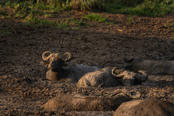 African buffalos are lying in the mud. Buffalos in the Murchison Falls park. Safari in Uganda. African nature.