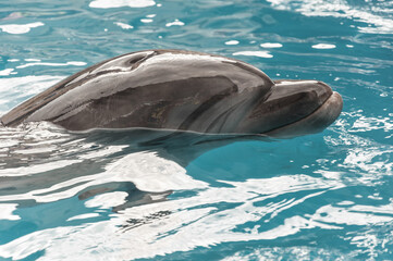 A dolphin in the pool water.