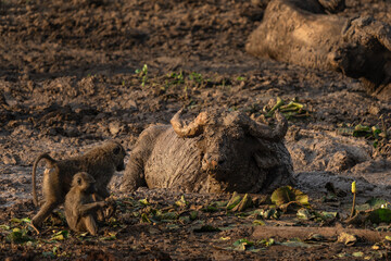 African buffalos are lying in the mud. Buffalos in the Murchison Falls park. Safari in Uganda. African nature.