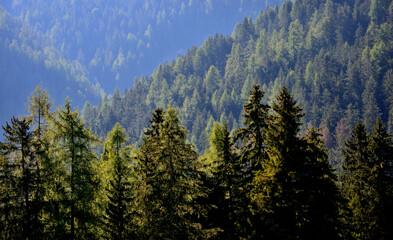 Vast forest in the valley