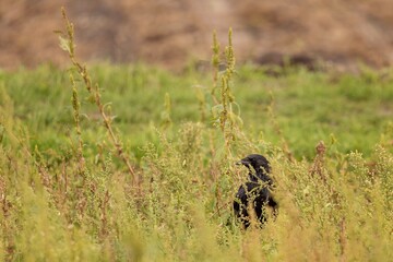 Hidden Raven