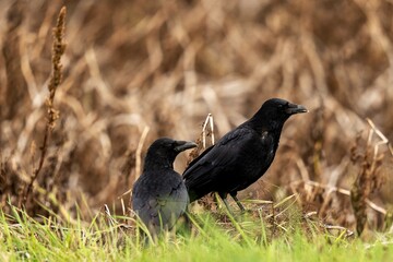2 Ravens