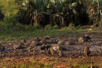 African buffalos are lying in the mud. Buffalos in the Murchison Falls park. Safari in Uganda. African nature.