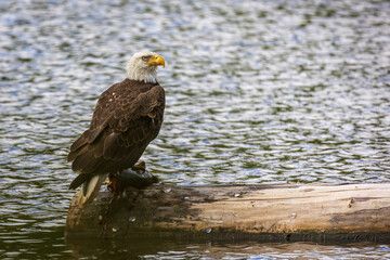 american bald eagle