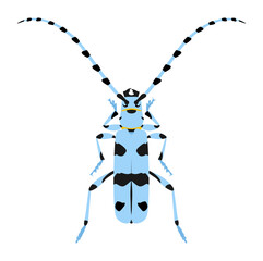 Alpine barbel beetle, Rosalia alpina. Blue beetle vector illustration with long whiskers isolated on white background.