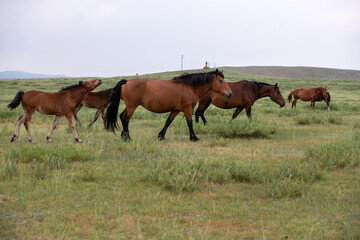 Obraz na płótnie Canvas A free horse on the prairie