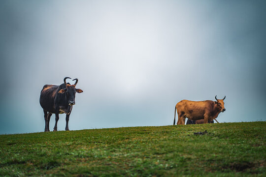 Indian cow on a green misty mountain