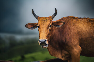 Indian cow on a green misty mountain