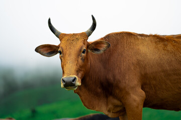 Indian cow on a green misty mountain